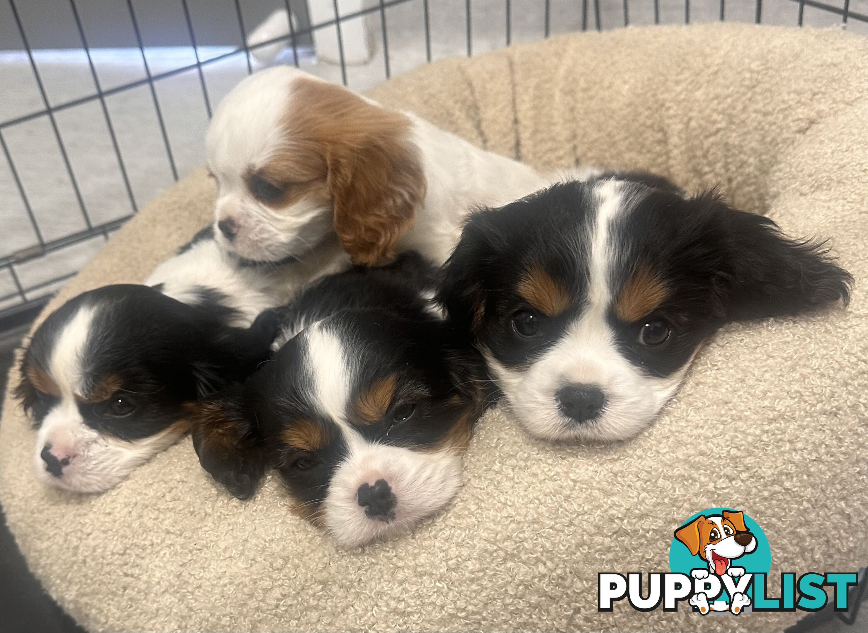 DNA Clear cavalier King Charles saniel