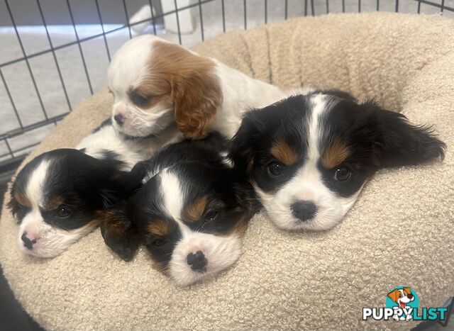 DNA Clear cavalier King Charles saniel