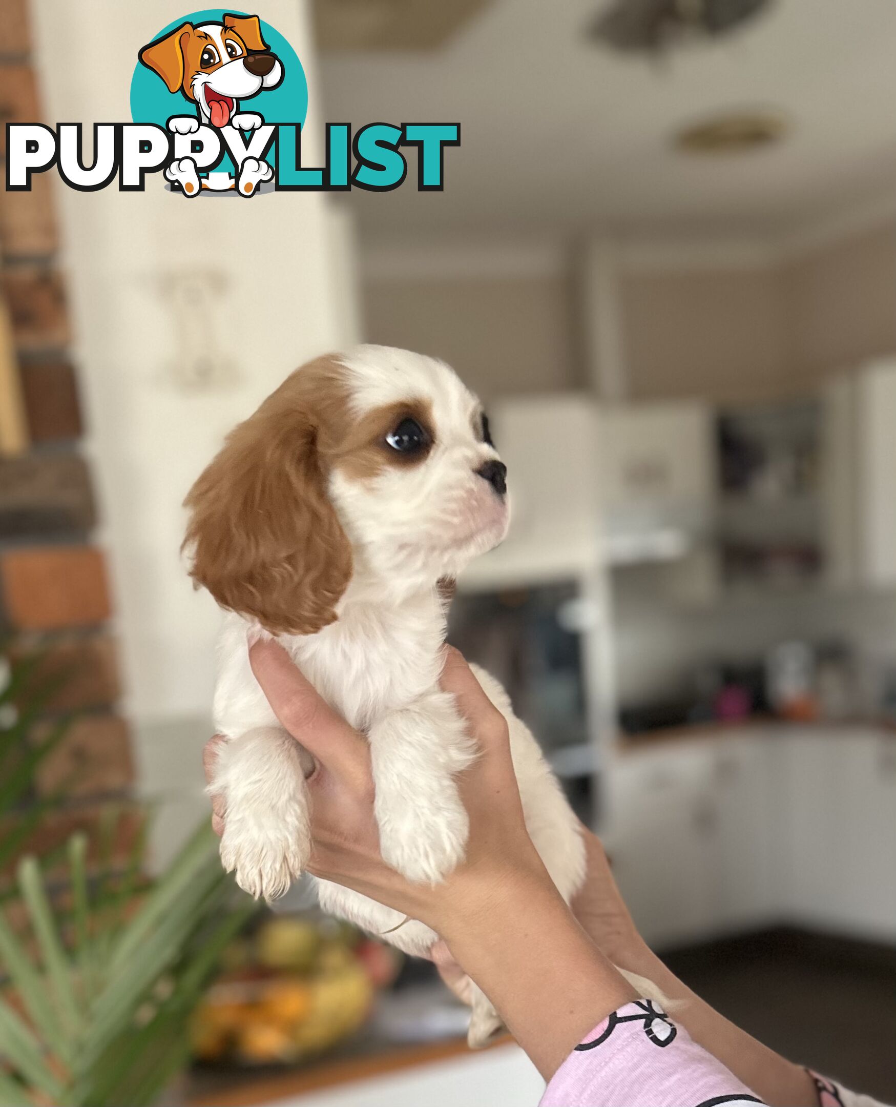 DNA Clear cavalier King Charles saniel