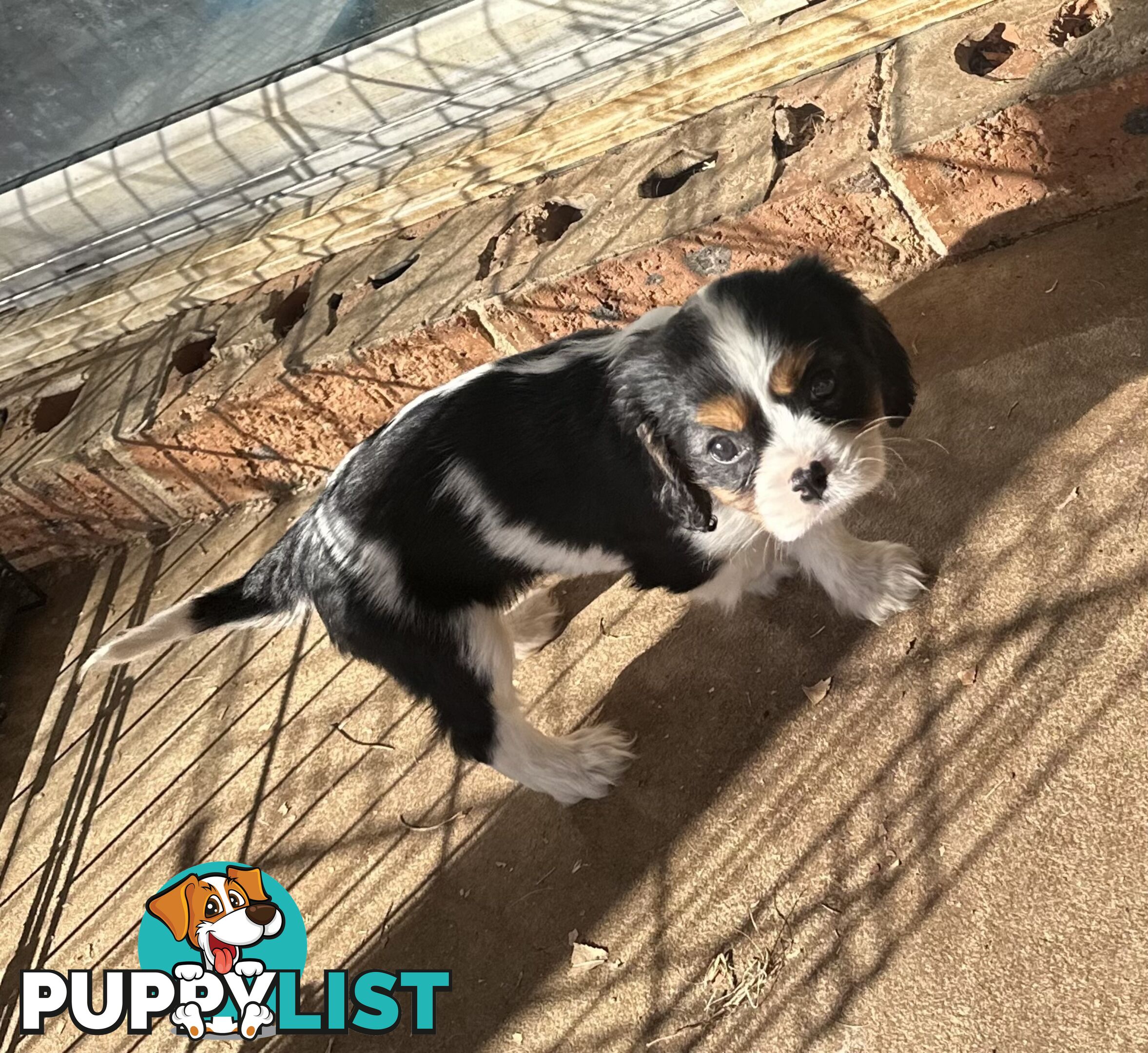 DNA Clear cavalier King Charles saniel