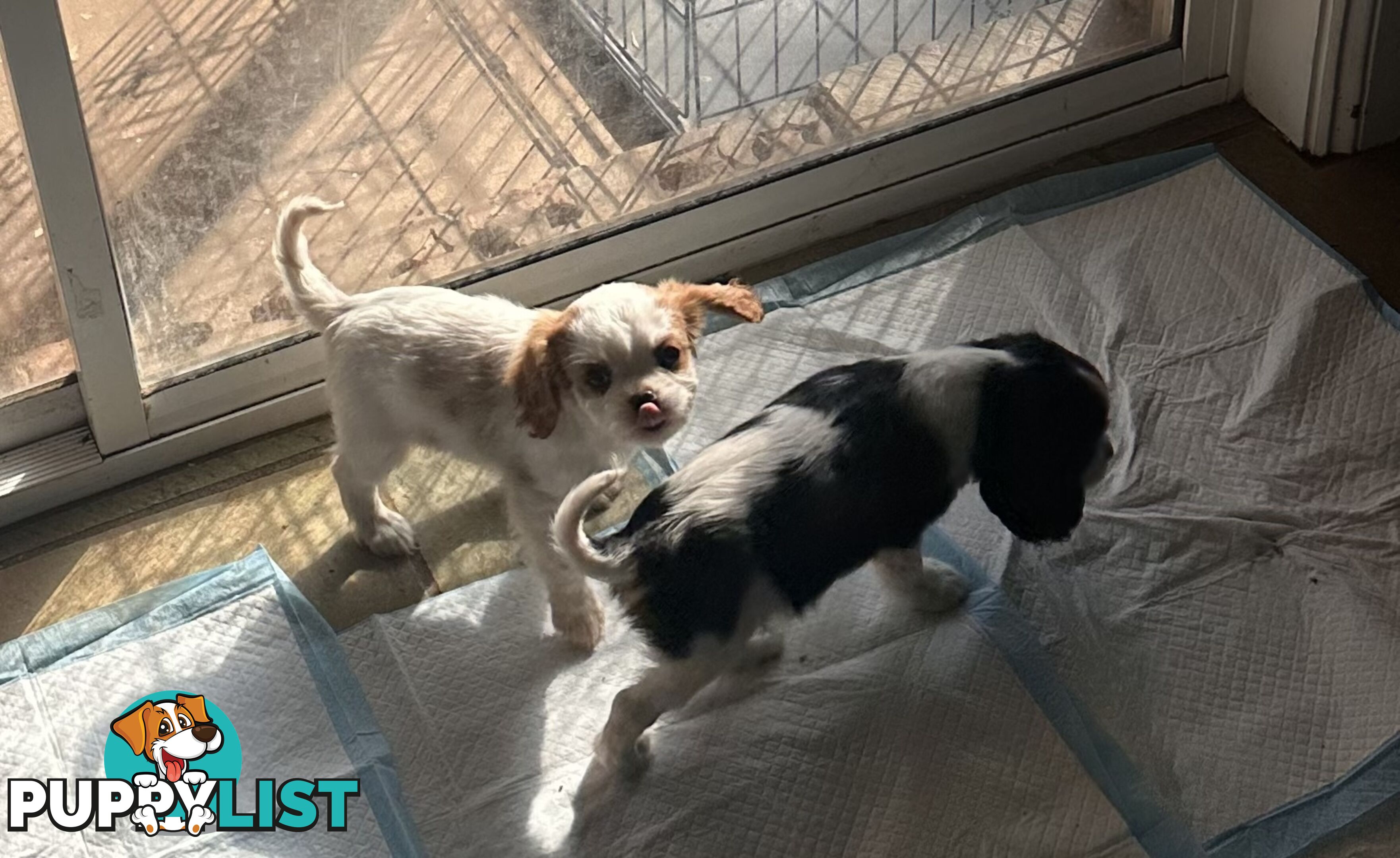DNA Clear cavalier King Charles saniel