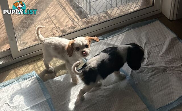 DNA Clear cavalier King Charles saniel