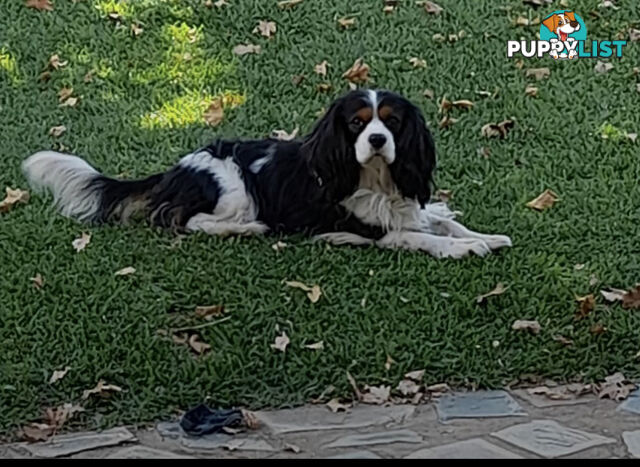 DNA Clear cavalier King Charles saniel