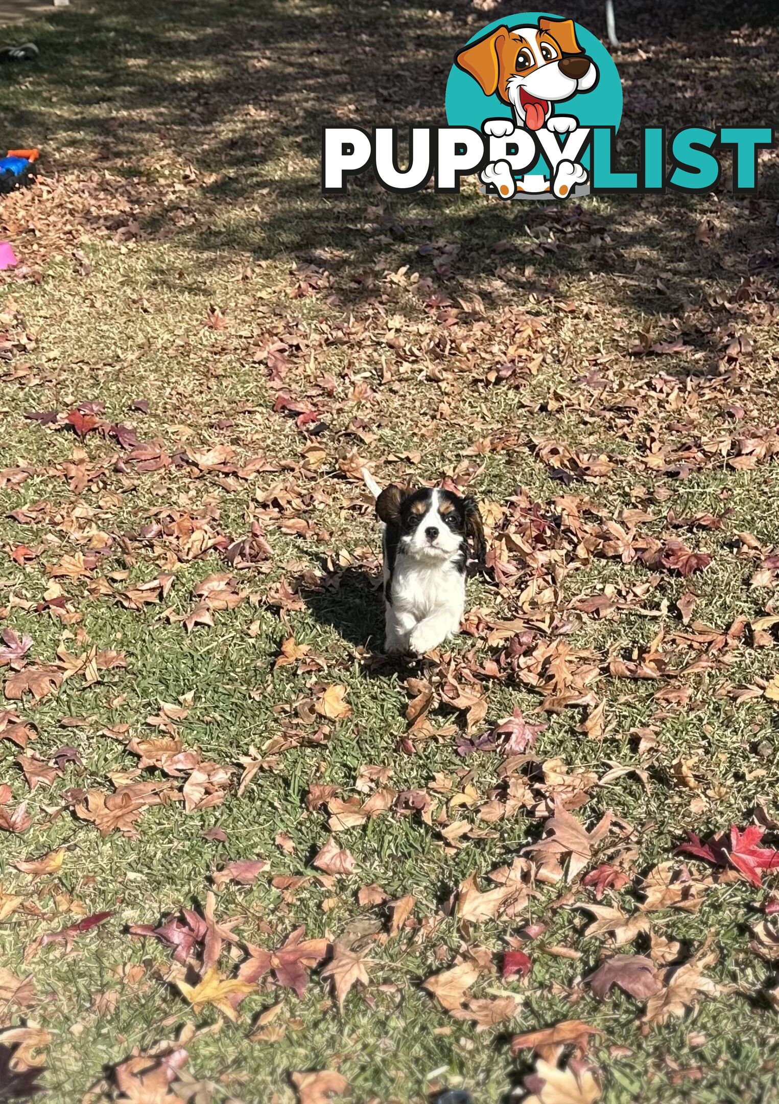 DNA Clear cavalier King Charles saniel