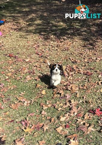 DNA Clear cavalier King Charles saniel