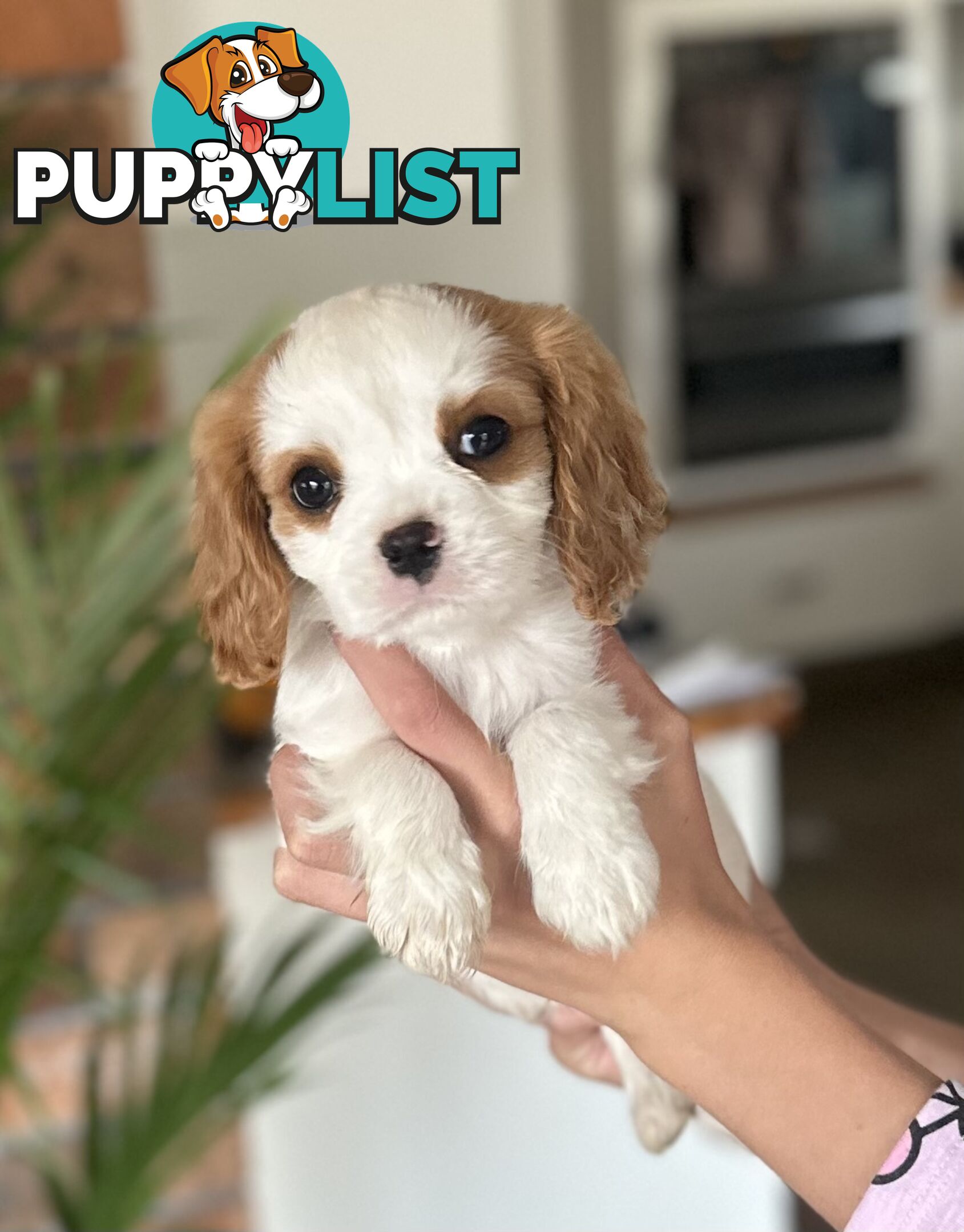 DNA Clear cavalier King Charles saniel