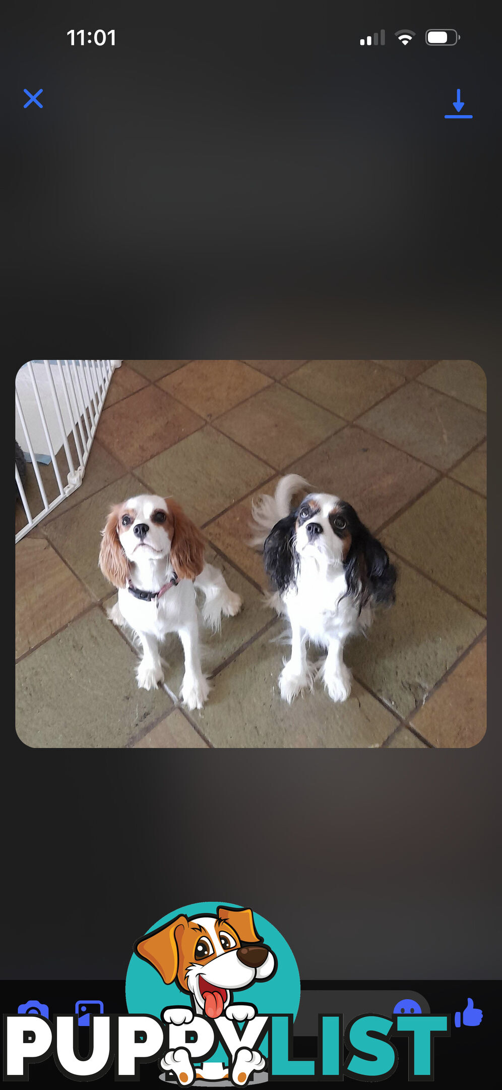 DNA Clear cavalier King Charles saniel