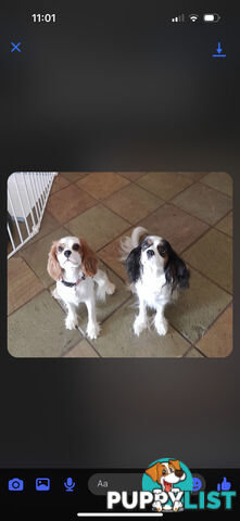 DNA Clear cavalier King Charles saniel