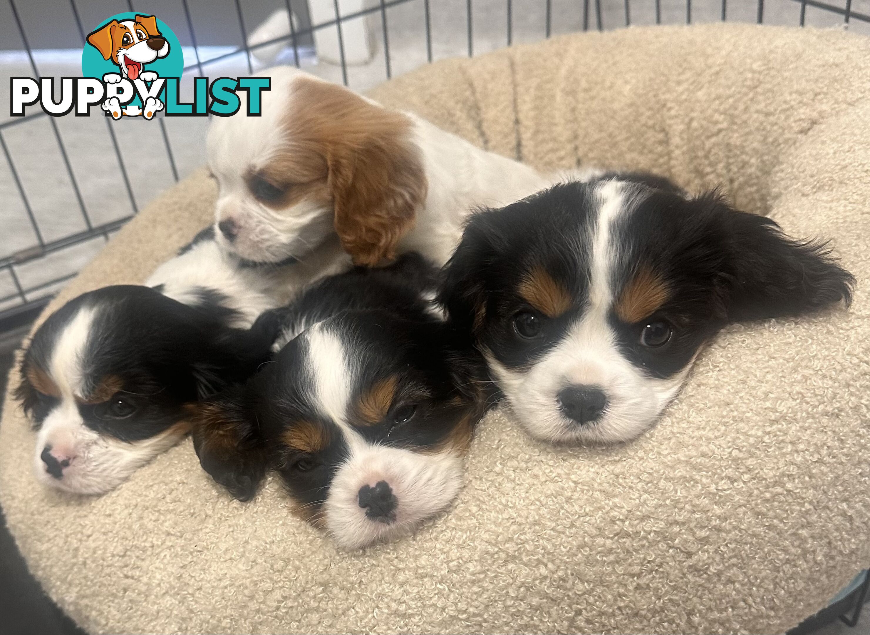 DNA Clear cavalier King Charles saniel