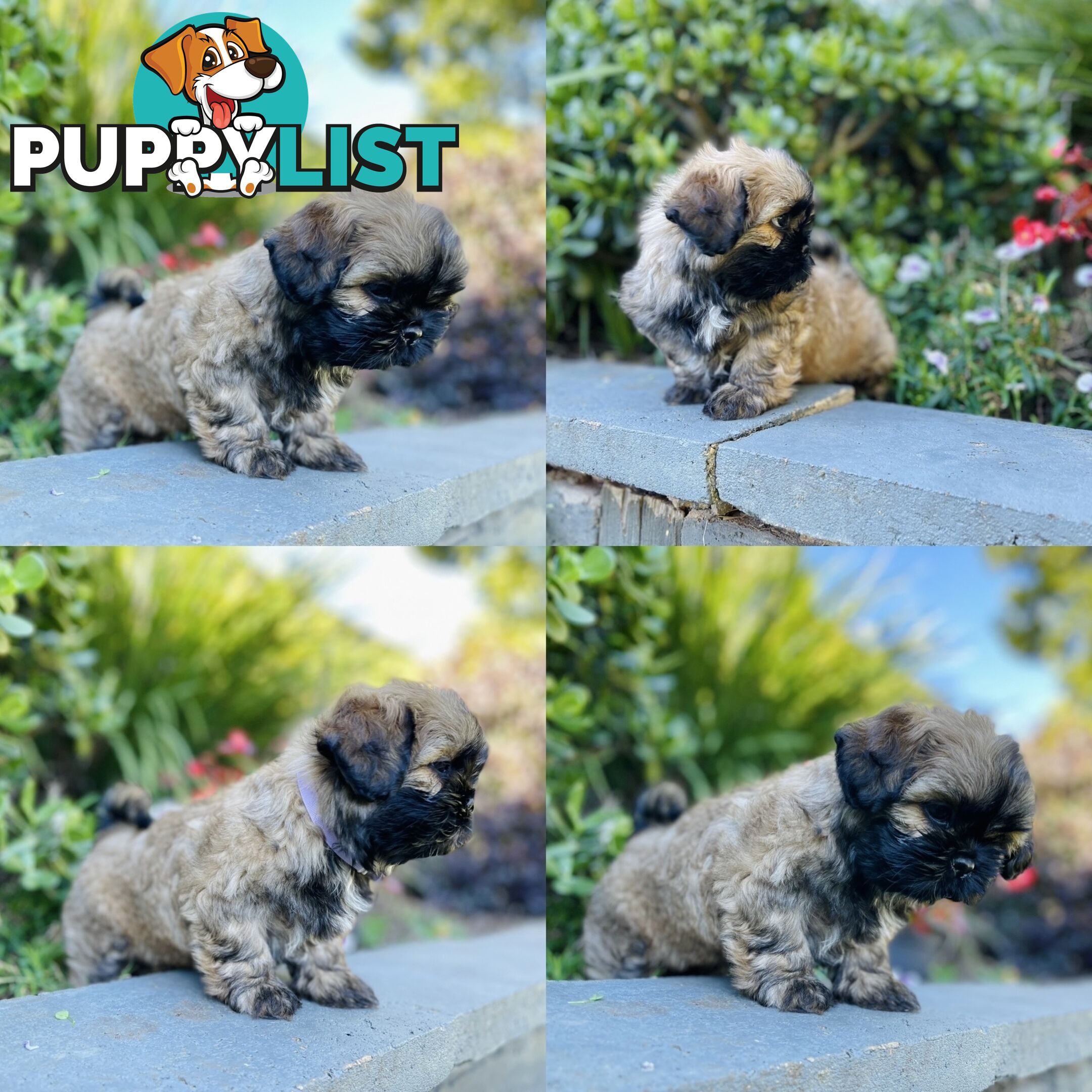 Purebred Shih Tzu (Female & Male)