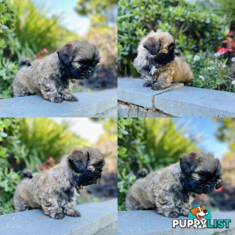Purebred Shih Tzu (Female & Male)