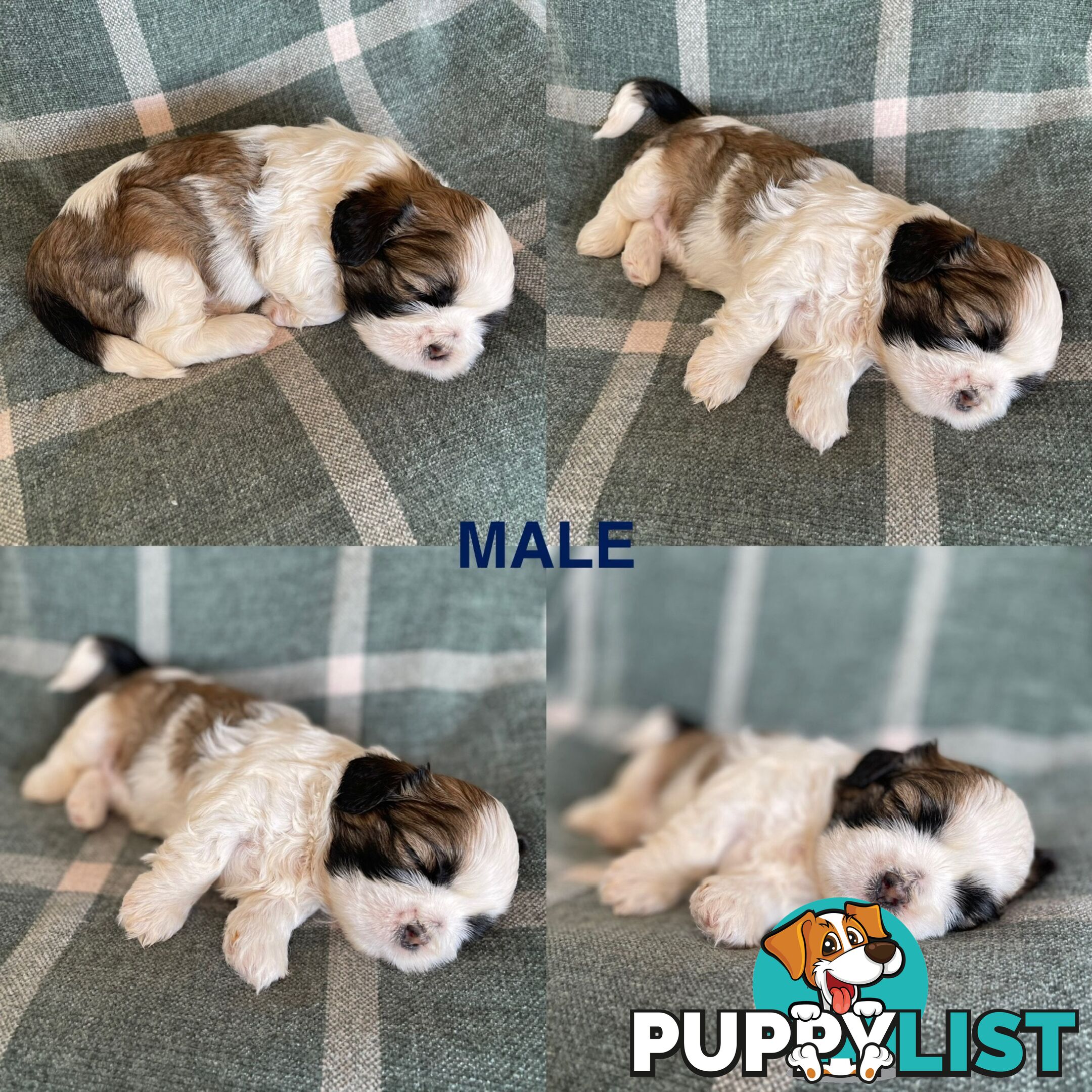 Purebred Miniature Schnauzers &amp;amp; Purebred Shih Tzu’s