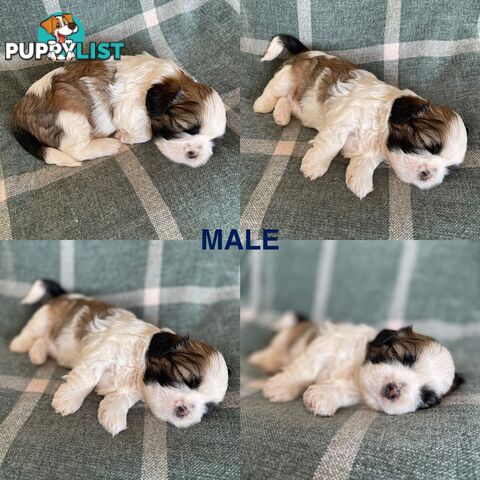 Purebred Miniature Schnauzers &amp;amp; Purebred Shih Tzu’s
