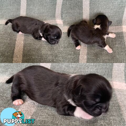 Purebred Miniature Schnauzers