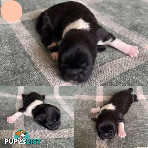 Purebred Miniature Schnauzers