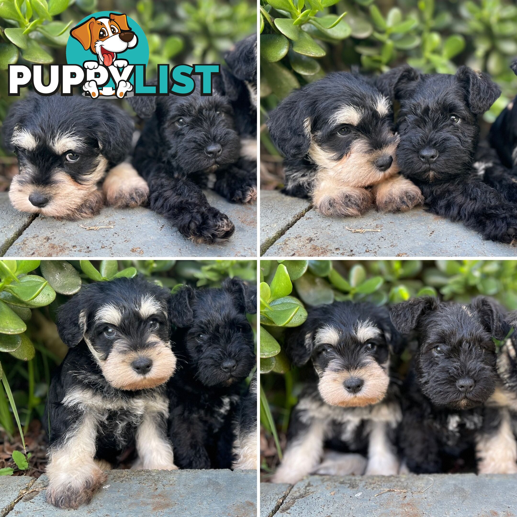 Purebred Miniature Schnauzers &amp;amp; Purebred Shih Tzu’s