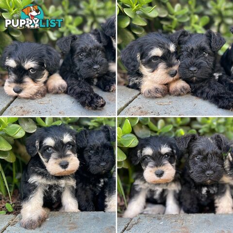 Purebred Miniature Schnauzers &amp;amp; Purebred Shih Tzu’s