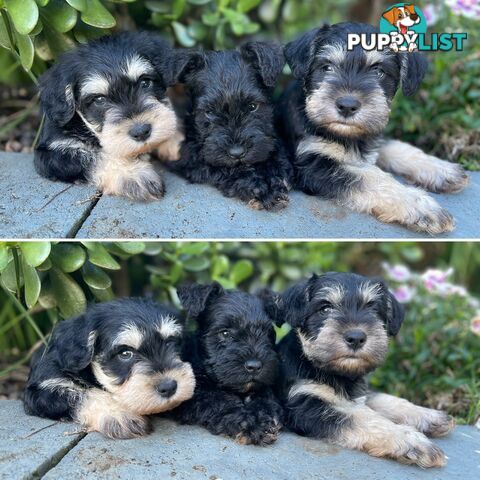 Purebred Miniature Schnauzers &amp; Purebred Shih Tzu’s