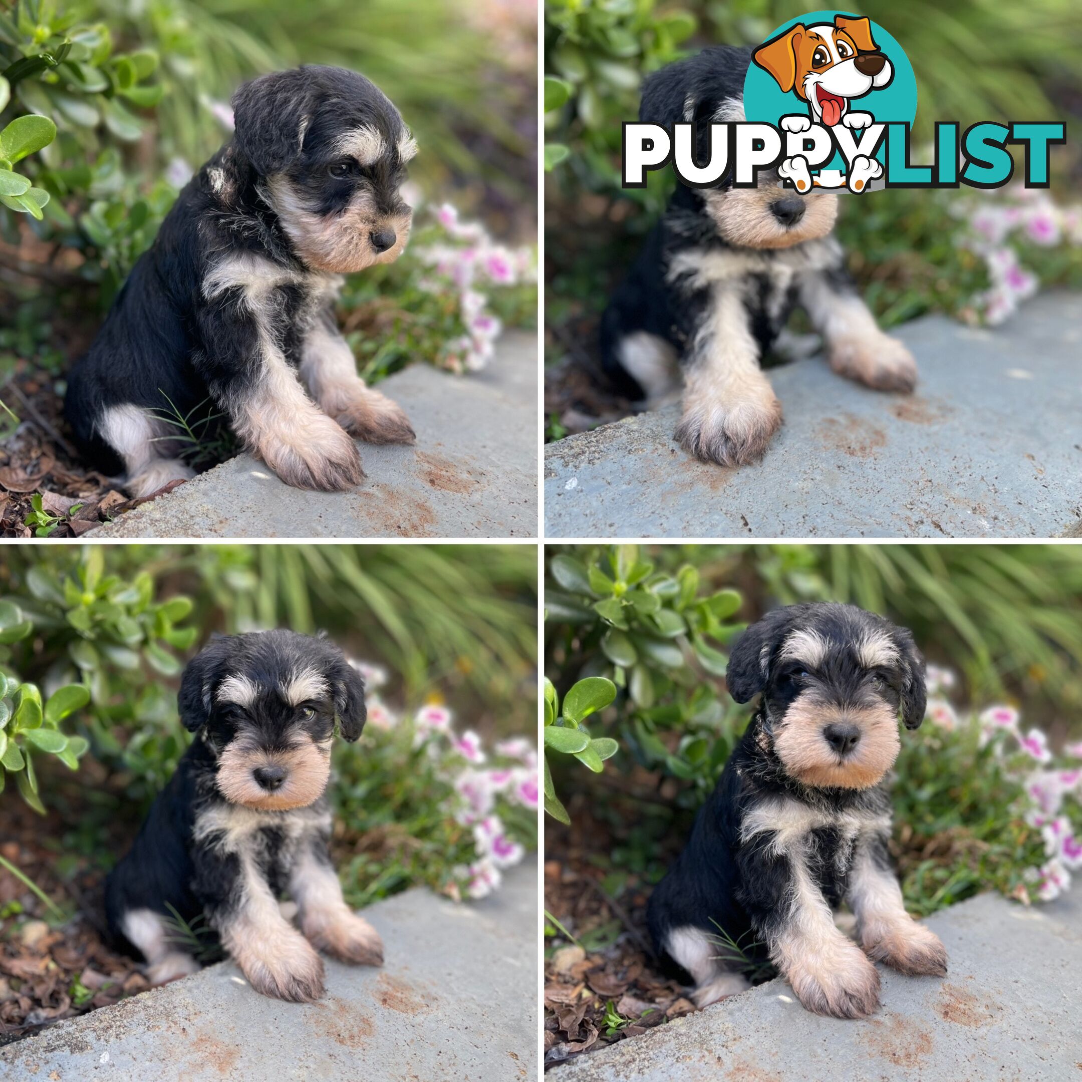 Purebred Miniature Schnauzers &amp;amp; Purebred Shih Tzu’s