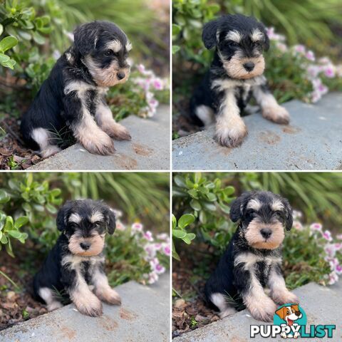 Purebred Miniature Schnauzers &amp;amp; Purebred Shih Tzu’s
