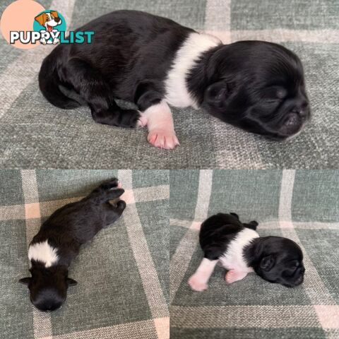 Purebred Miniature Schnauzers