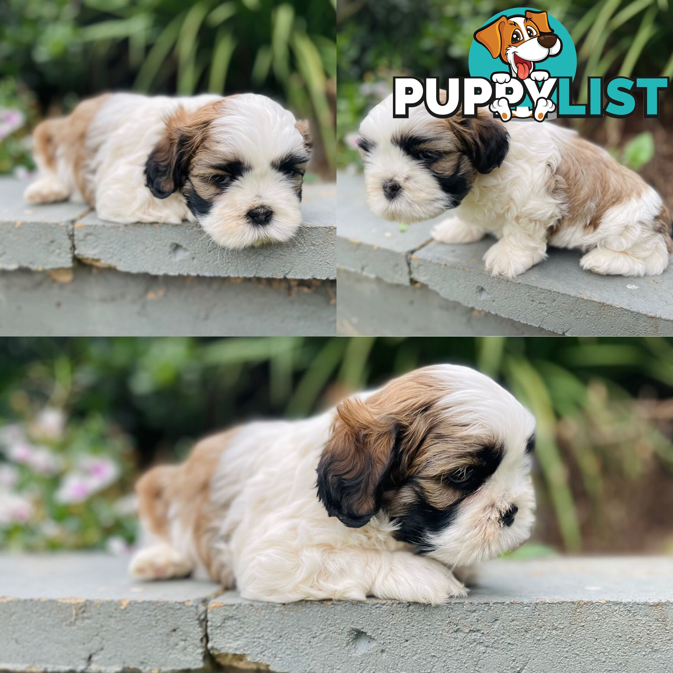 Purebred Miniature Schnauzers