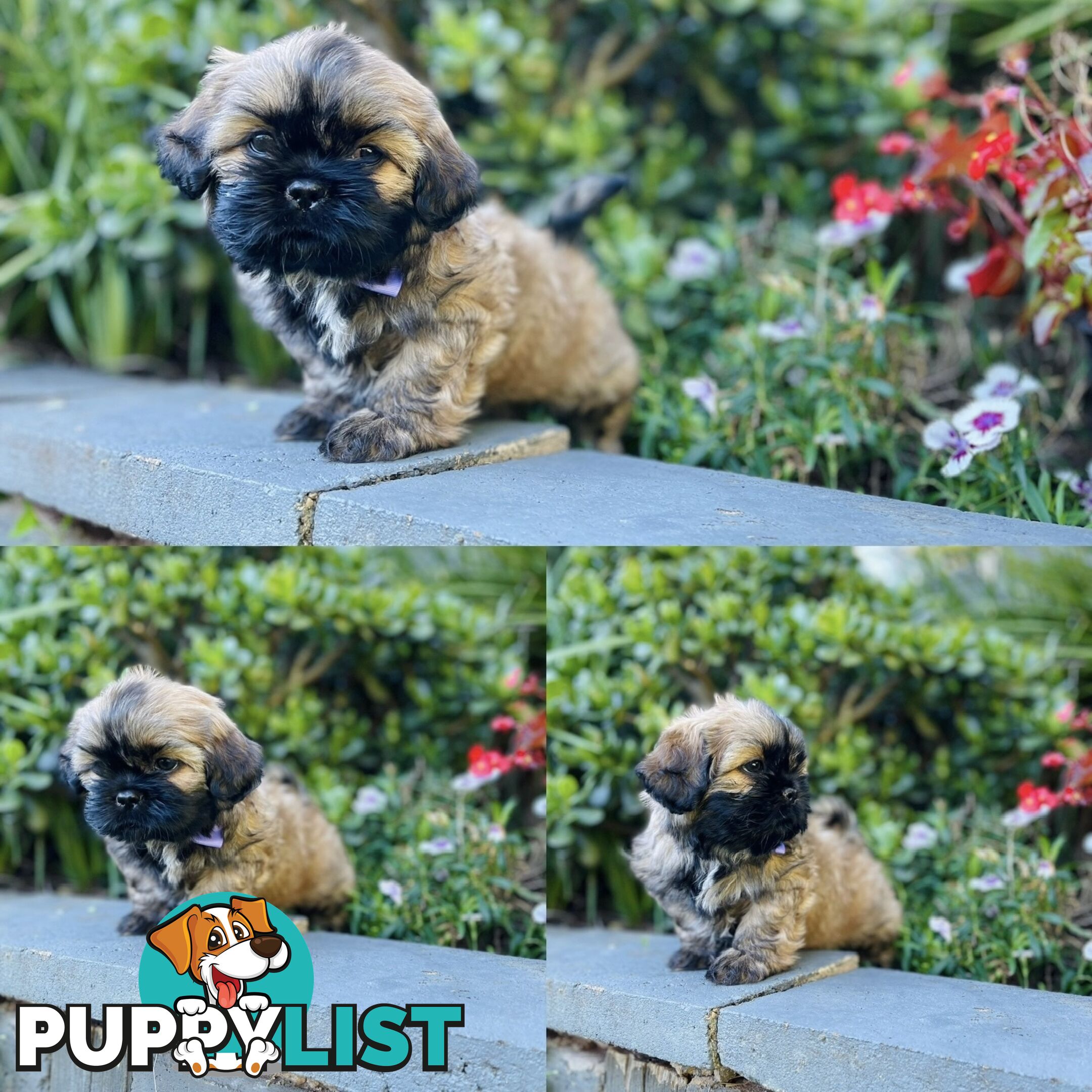 Purebred Shih Tzu (Female & Male)