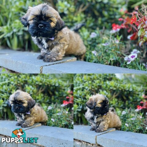 Purebred Shih Tzu (Female & Male)