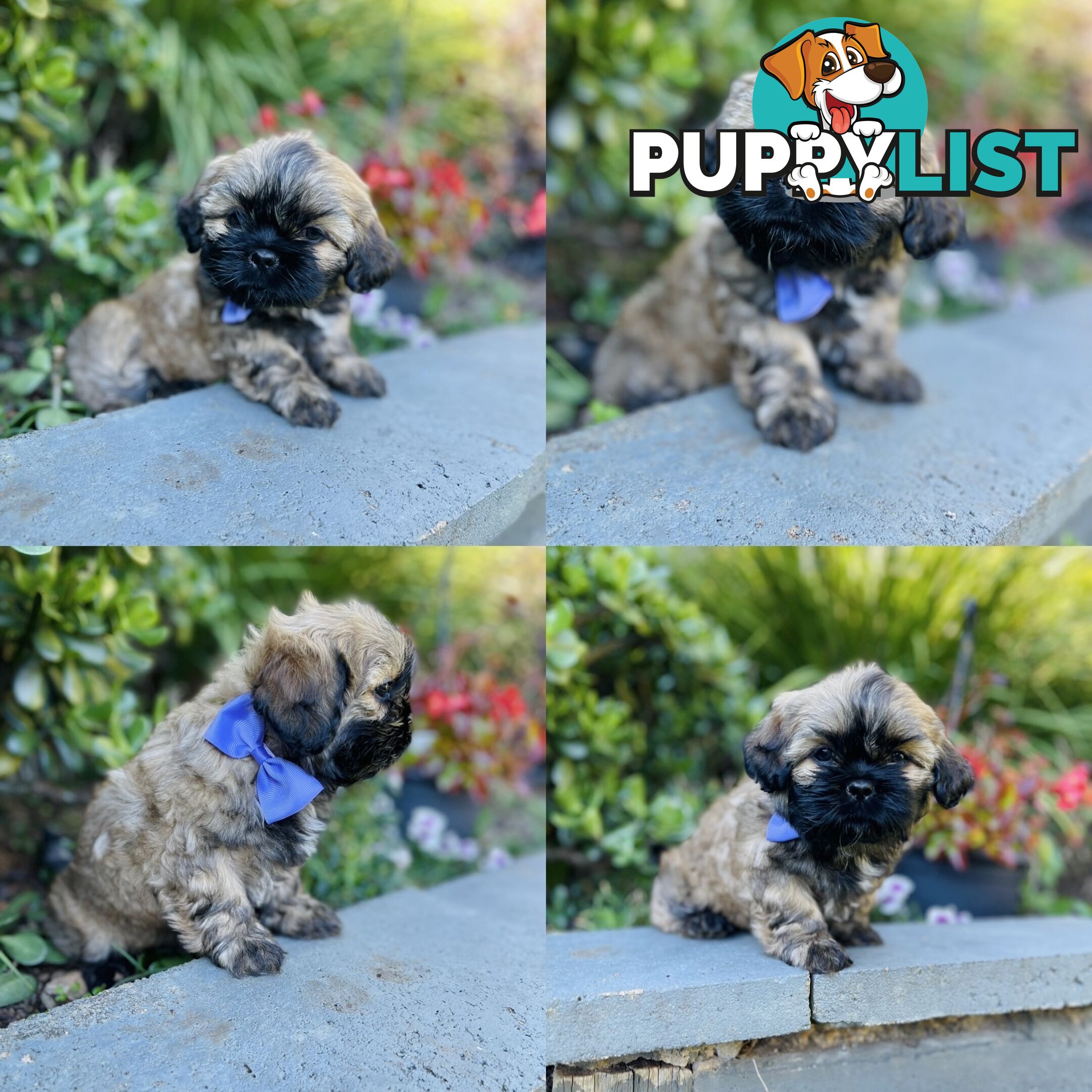 Purebred Shih Tzu (Female & Male)