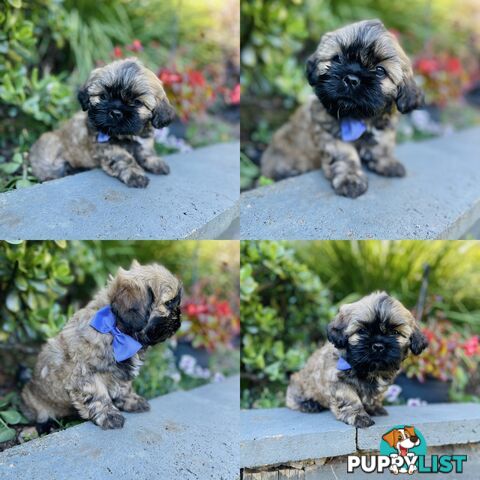 Purebred Shih Tzu (Female & Male)