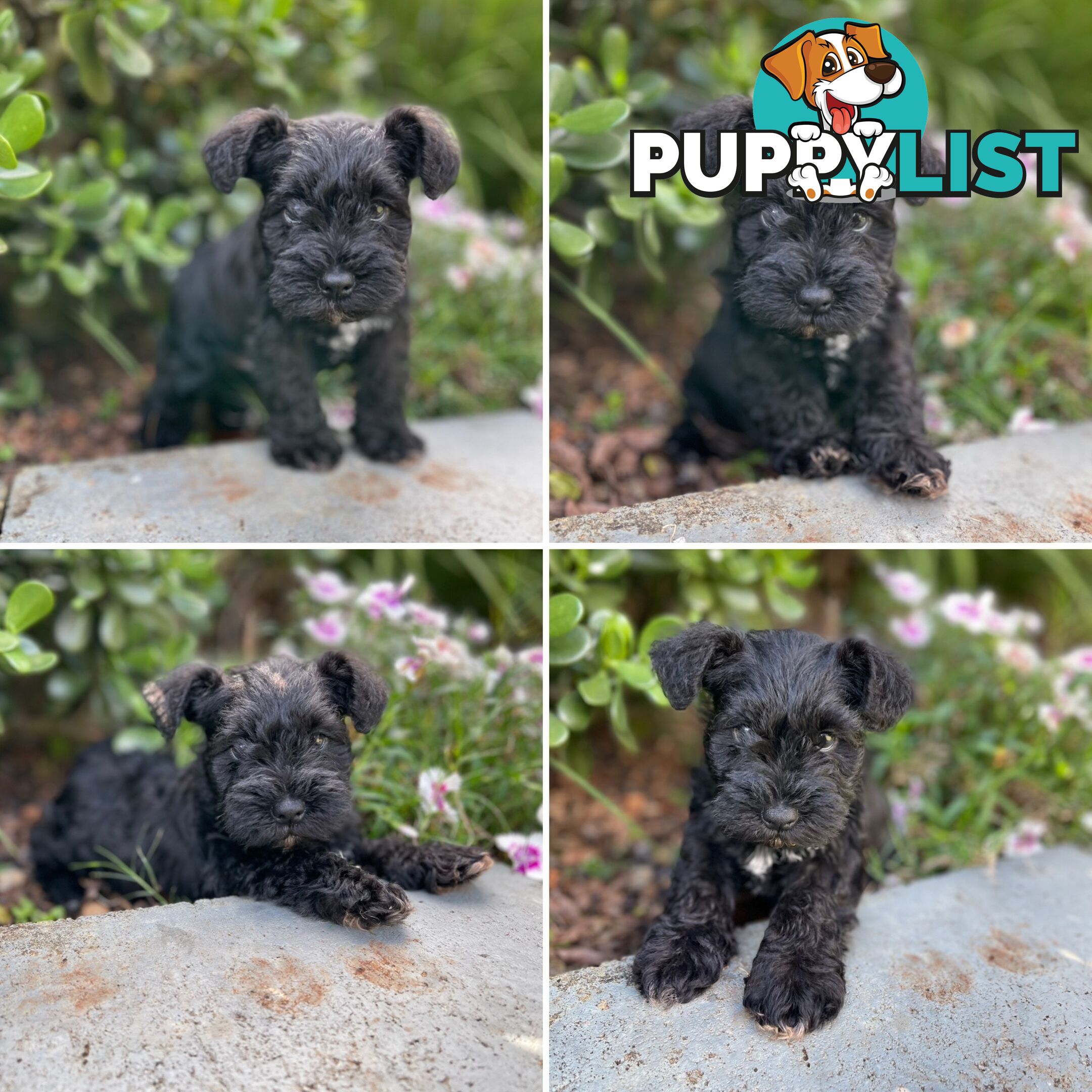 Purebred Miniature Schnauzers &amp;amp; Purebred Shih Tzu’s
