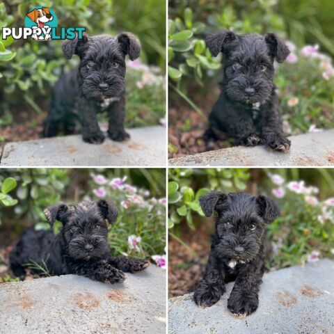 Purebred Miniature Schnauzers &amp;amp; Purebred Shih Tzu’s