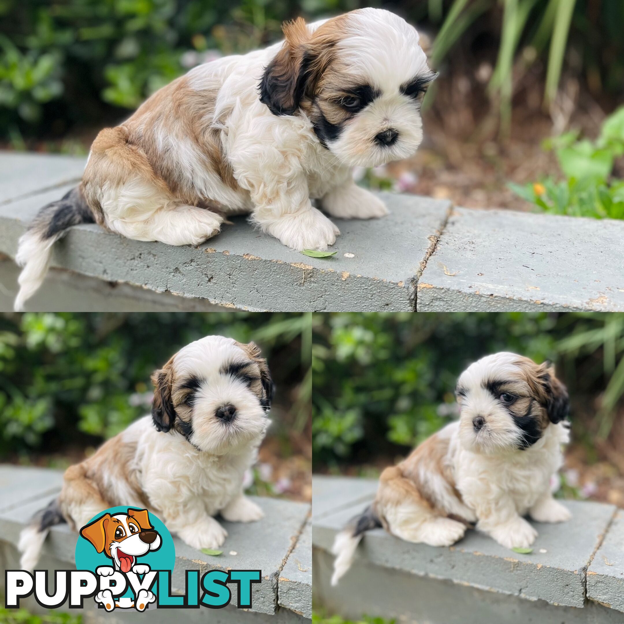 Purebred Miniature Schnauzers