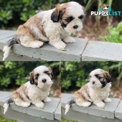 Purebred Miniature Schnauzers