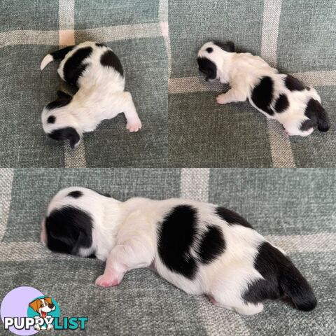 Purebred Miniature Schnauzers