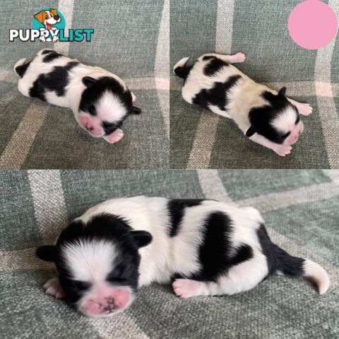 Purebred Miniature Schnauzers