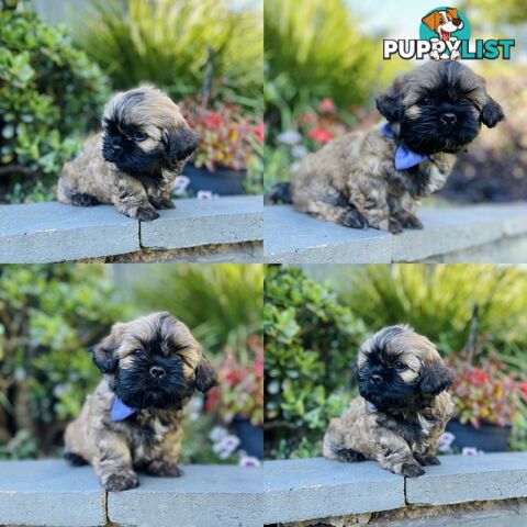 Purebred Shih Tzu (Female & Male)