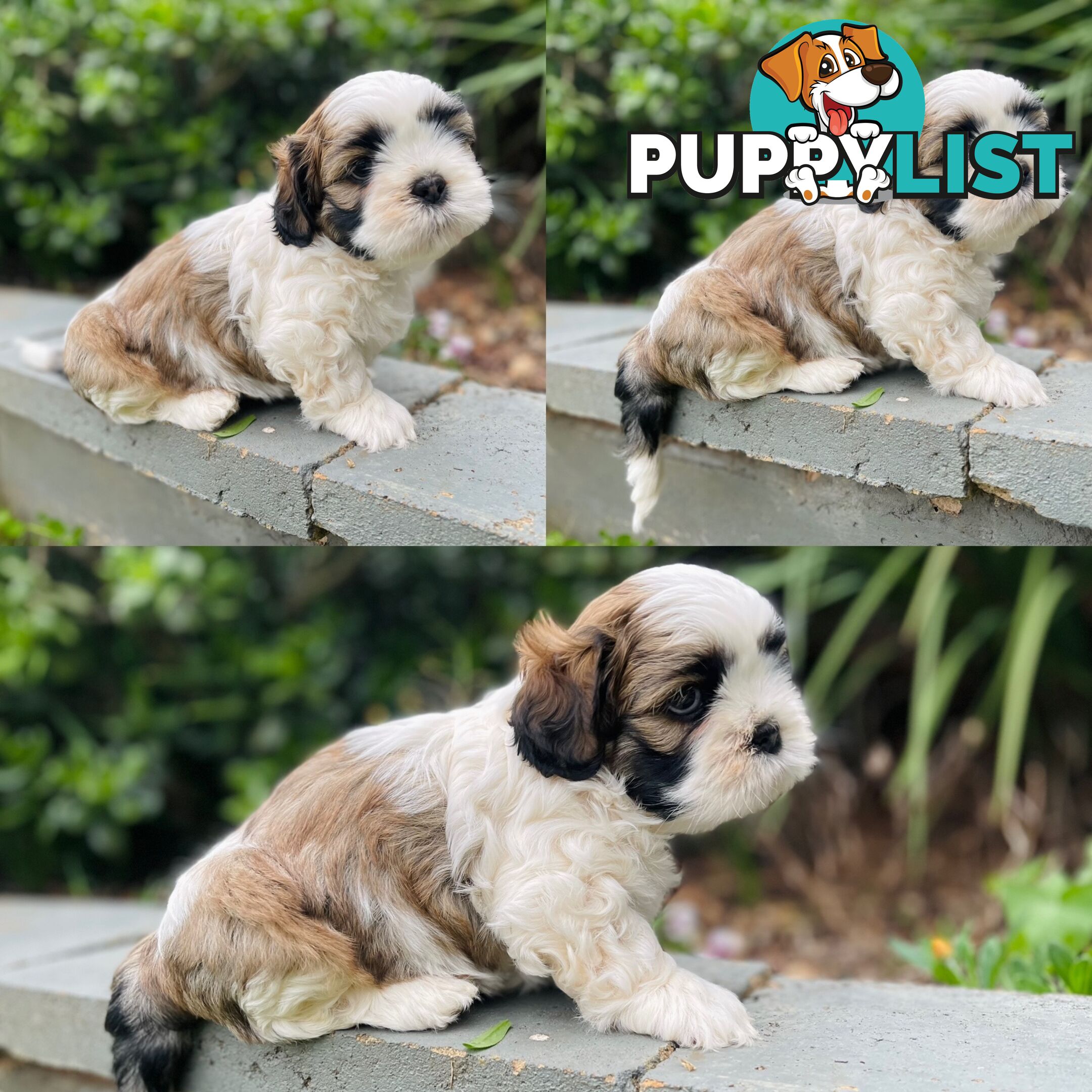 Purebred Miniature Schnauzers