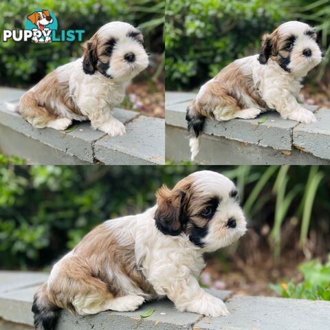 Purebred Miniature Schnauzers
