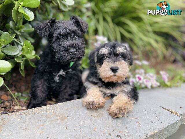 Purebred Miniature Schnauzers