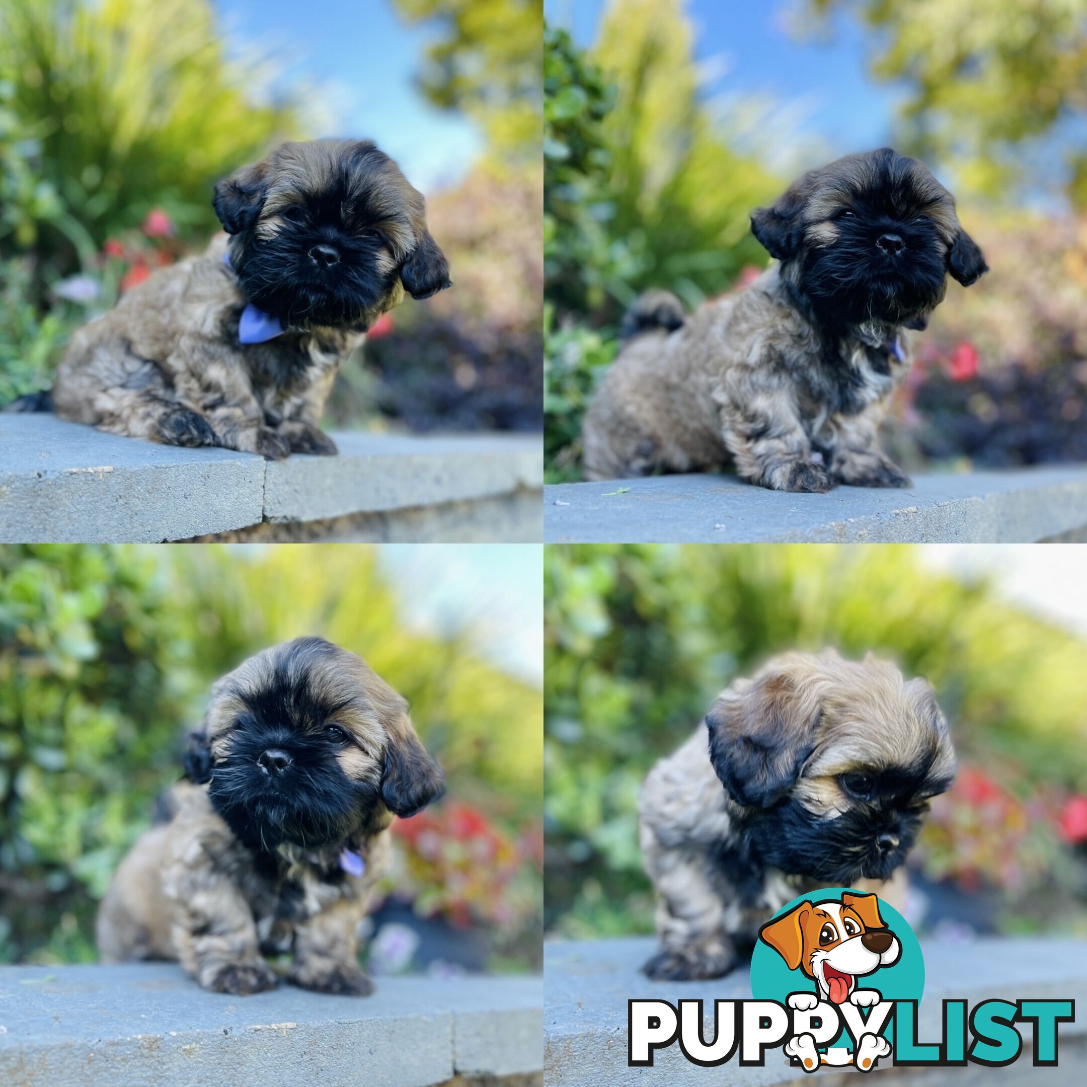 Purebred Shih Tzu (Female & Male)