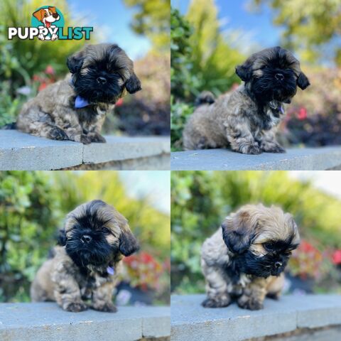 Purebred Shih Tzu (Female & Male)