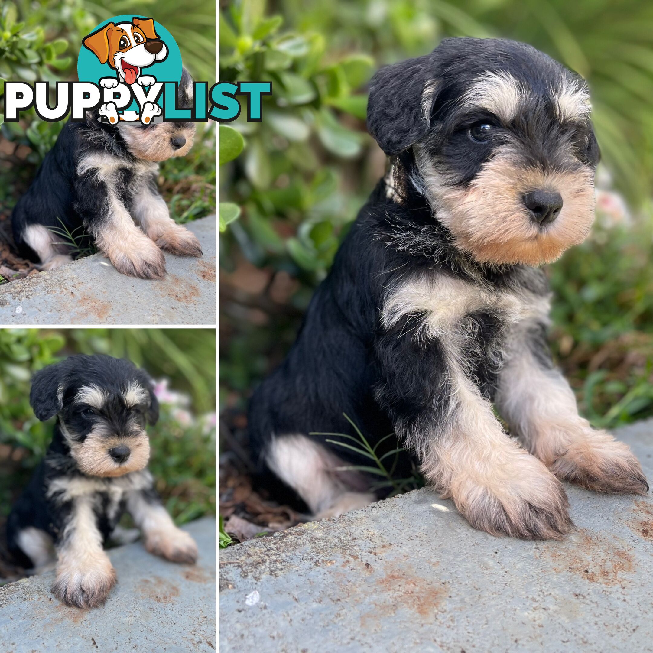 Purebred Miniature Schnauzers &amp;amp; Purebred Shih Tzu’s