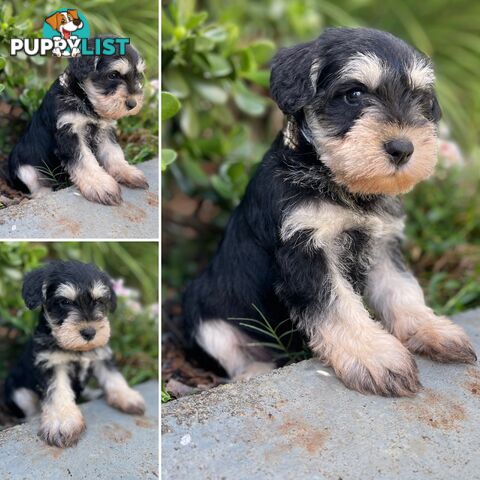Purebred Miniature Schnauzers &amp;amp; Purebred Shih Tzu’s