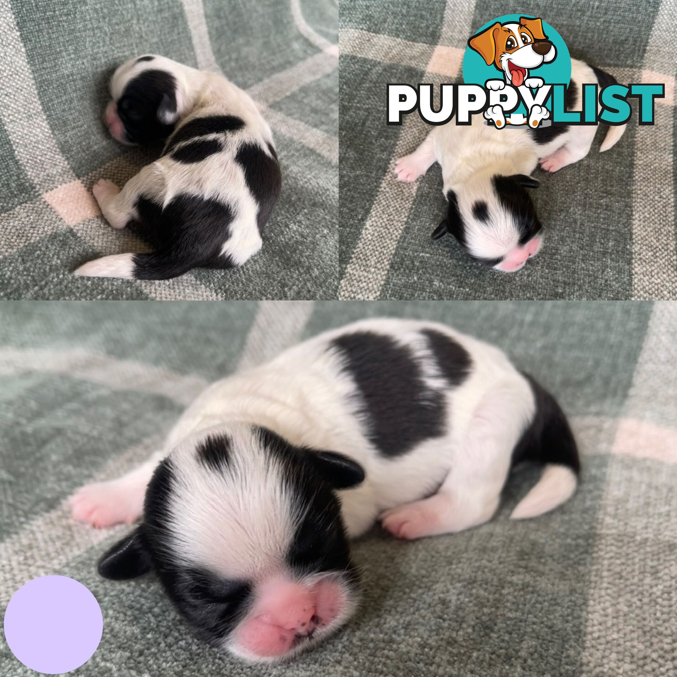 Purebred Miniature Schnauzers
