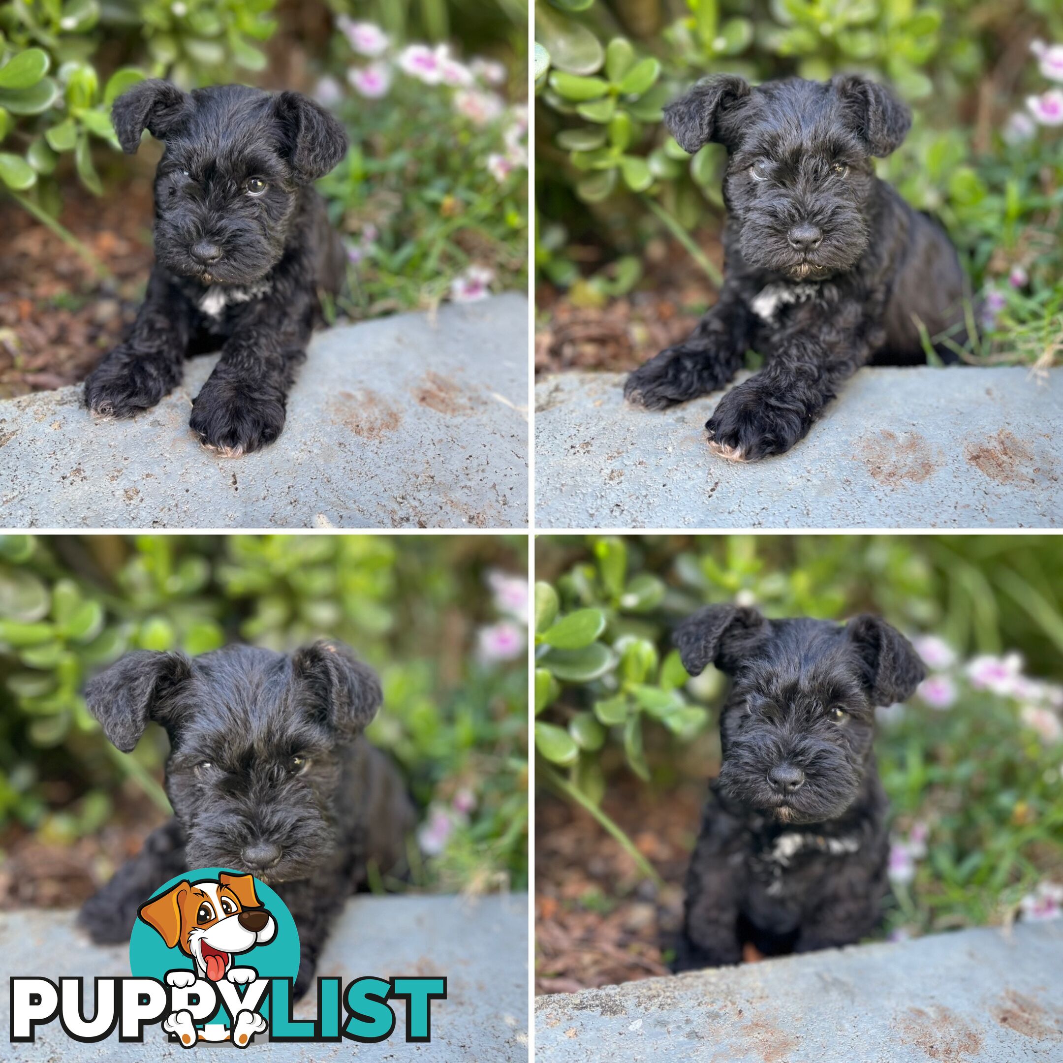 Purebred Miniature Schnauzers &amp;amp; Purebred Shih Tzu’s