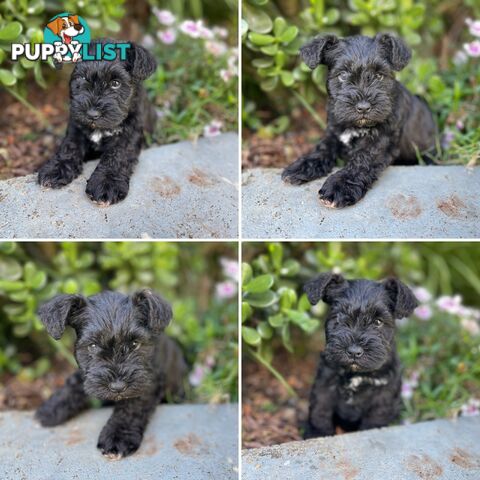 Purebred Miniature Schnauzers &amp;amp; Purebred Shih Tzu’s