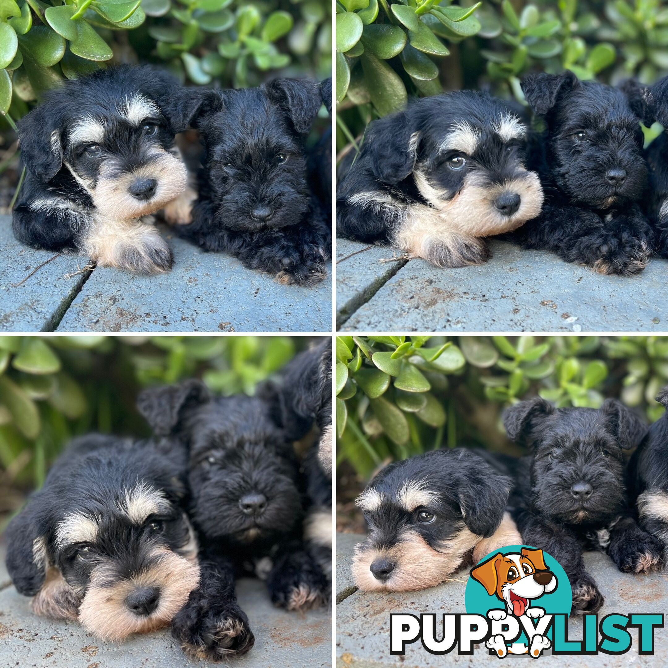 Purebred Miniature Schnauzers &amp;amp; Purebred Shih Tzu’s