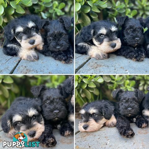 Purebred Miniature Schnauzers &amp;amp; Purebred Shih Tzu’s