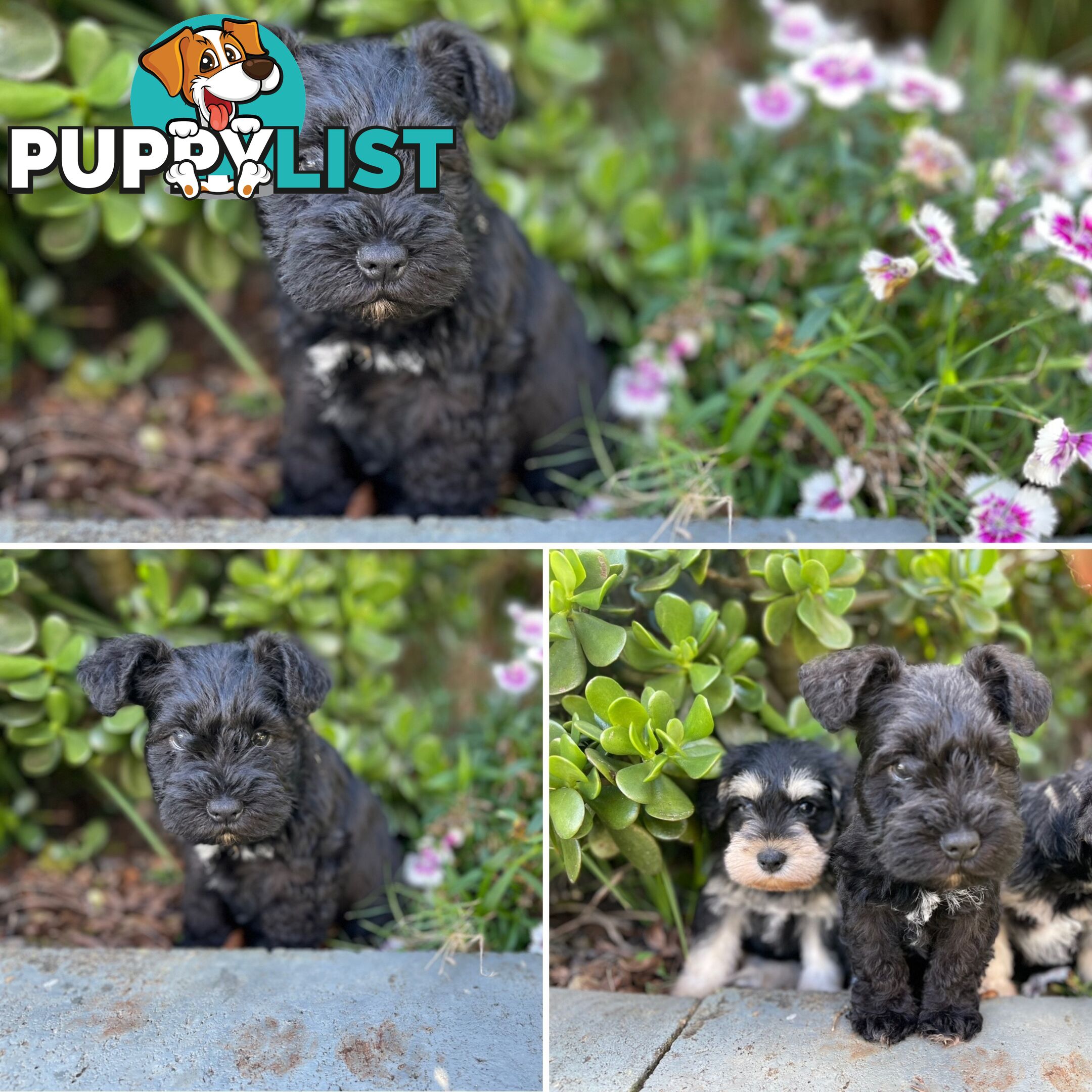 Purebred Miniature Schnauzers &amp;amp; Purebred Shih Tzu’s